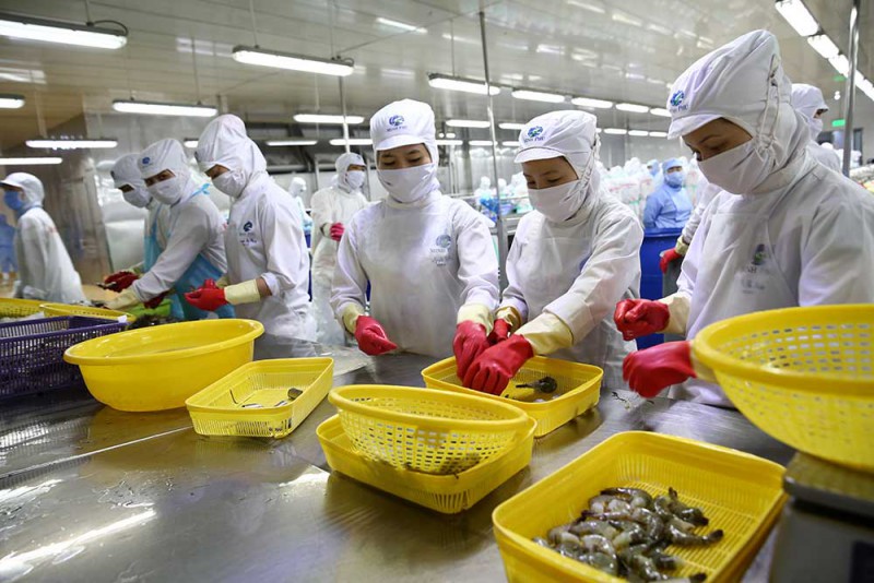 Bên trong nhà máy Minh Phú (Ảnh: Lê Tiên) Bên trong nhà máy Minh Phú (Ảnh: Lê Tiên)