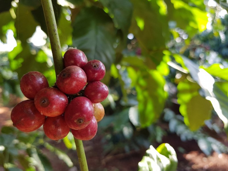 Cà phê robusta được trồng ở Lâm Đồng - Việt Nam, là nguyên liệu chính chế biến cà phê hoà tan (Ảnh: MT)