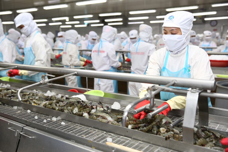 Minh Phú là doanh nghiệp chế biến và xuất khẩu tôm hàng đầu thế giới (Ảnh: Lê Tiên)