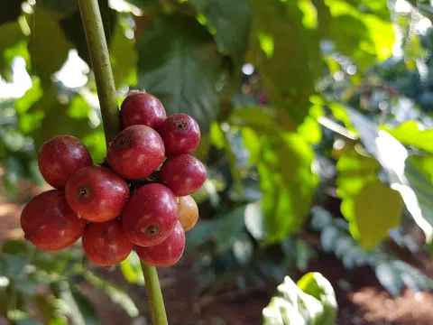 Tập đoàn Nhật Bản đầu tư nhà máy chế biến cà phê hòa tan ở Việt Nam