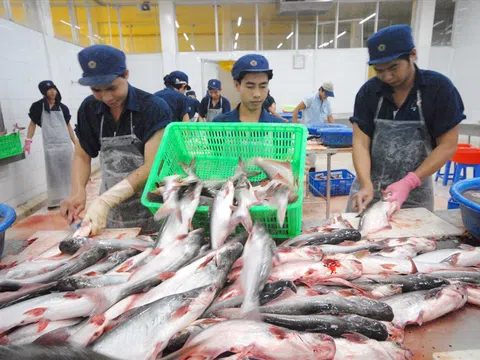 Xuất khẩu cá tra giảm tháng thứ năm liên tiếp