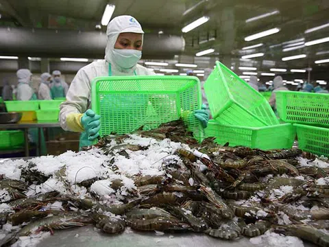 Trung Quốc giảm nhập khẩu tôm