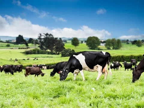 Nutifood bắt tay chiến lược với công ty sữa được sở hữu bởi 10.000 nông dân New Zealand - Fonterra