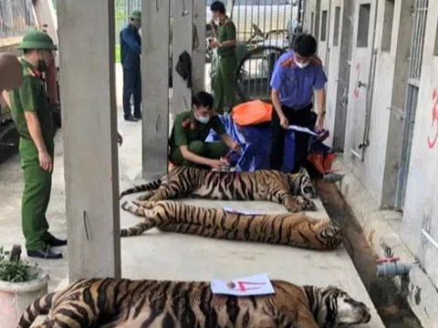 WWF-Việt Nam: Cần kết án những người nuôi nhốt hổ ở khung hình phạt cao nhất là 15 năm tù giam