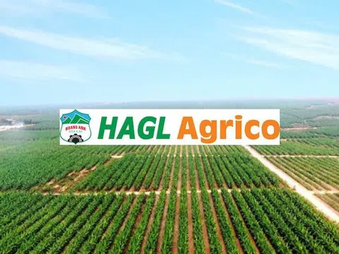 HoSE đưa cổ phiếu HNG của HAGL Agrico vào diện kiểm soát