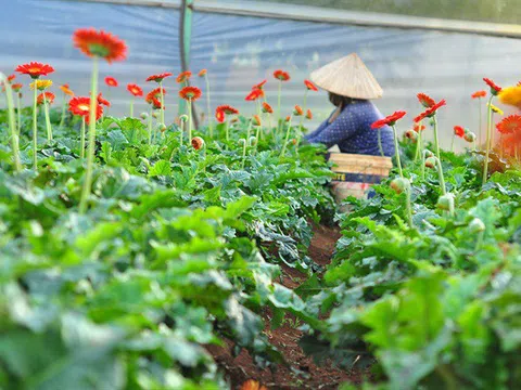 TP.HCM đưa ra nhiều phương án tiêu thụ hoa tươi để hỗ trợ nông dân Lâm Đồng